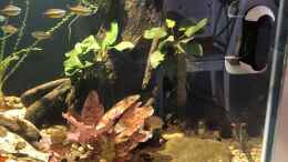 aquarium-von-schroepse-pool-malebo-kongo_Mangrovenwurzel mit Anubias bateri