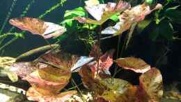 aquarium-von-schroepse-pool-malebo-kongo_Roter Tigerlotus