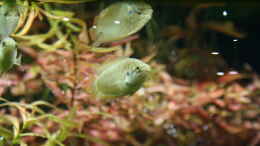 aquarium-von-susanne-axt-asien-kaltwasser_Macropodus ocellatus Wuxi Rundschwanzmakropode