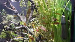 aquarium-von-gluecksscherbe-gundel-und-gause039-s-zuhause_Blick von rechts