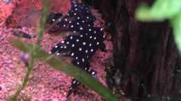 aquarium-von-acero-acero-gesellschaft_Leporacanthicus sp. L 240???