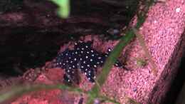 aquarium-von-acero-acero-gesellschaft_Leporacanthicus sp. L 240???