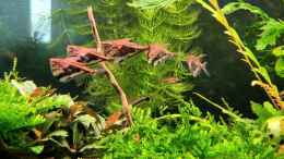 aquarium-von-comander-wild-nature_Marmorierter Beilbauchsalmer