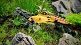 aquarium-von-comander-wild-nature_Apistogramma baenschi