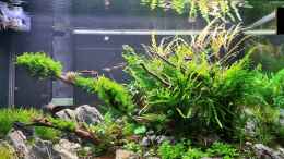 aquarium-von-comander-wild-nature-nur-noch-als-beispiel_