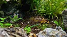 aquarium-von-comander-wild-nature_Apistogramma baenschi