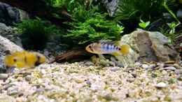 aquarium-von-comander-wild-nature_Apistogramma baenschi