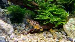 aquarium-von-comander-wild-nature_Apistogramma baenschi