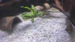 aquarium-von-max-wolf-rio-essequibo-x-rio-xingu-2_Echinodorus spec