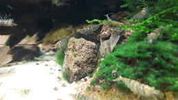 aquarium-von-sebbk-apistogramma-becken-nur-noch-beispiel_Bewachsene Lavasteine