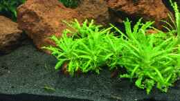 aquarium-von-felix-krause-60er-cube_POGOSTEMON HELFERI