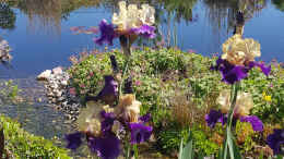 aquarium-von-martinerft-naturnaher-teich_Bach und Teich kleiner Ausschnitt