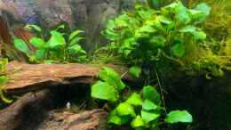 aquarium-von-fischfan11-sunken-tree-aufgeloest_Anubias Barteri