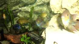 aquarium-von-thomas-wolf-becken-4355_