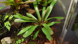 aquarium-von-junglist-hummelkroetchen-nest_Neoregelia rubrifolia Hybride