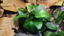 aquarium-von-junglist-hummelkroetchen-nest_Anubias barteri Nana var. Bonsai