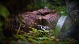 aquarium-von-junglist-hummelkroetchen-nest_Der Nachwuchs