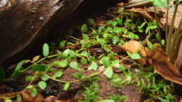 aquarium-von-junglist-hummelkroetchen-nest_