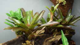 aquarium-von-junglist-hummelkroetchen-nest_Neoregelia Fireball 