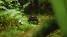 aquarium-von-junglist-hummelkroetchen-nest_Melanophryniscus Weibchen