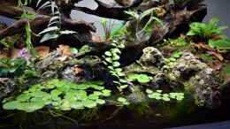 aquarium-von-junglist-hummelkroetchen-nest_