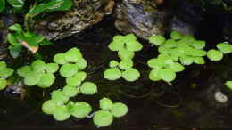 aquarium-von-junglist-hummelkroetchen-nest_Limnobium laevigatum