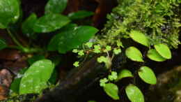 Foto mit Hydrocotyle verticillata