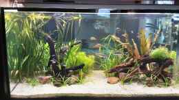 aquarium-von-pflanzenwolf-becken-43562_