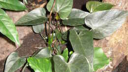 aquarium-von-frank-muth-korallenfingers-heim-nur-noch-beispiel_Anthurium andreanum Schwarz