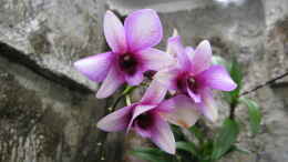 aquarium-von-frank-muth-korallenfingers-heim-nur-noch-beispiel_Dendrobium phalaenopsis Hybride Blüte (ist die gleiche wie 