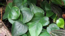 aquarium-von-frank-muth-korallenfingers-heim-nur-noch-beispiel_Philodendron scandens (noch am Boden)