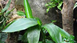 aquarium-von-frank-muth-korallenfingers-heim-nur-noch-beispiel_Heliconia psittacorum (Bananenverwandtschaft)