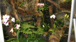 aquarium-von-frank-muth-korallenfingers-heim-nur-noch-beispiel_Orchideen in Blüte