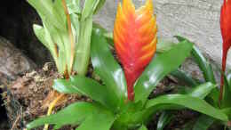 aquarium-von-frank-muth-korallenfingers-heim-nur-noch-beispiel_eine der kleinen Bromelien (Vriesea irgendwas)