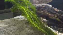 aquarium-von-pacho-stroemungsbecken_kanadische Wasserpest, Elodea canadensis