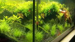 aquarium-von-oliver-b-bloody-mary-becken_