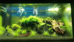 aquarium-von-oliver-b-bloody-mary-becken_