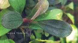 aquarium-von-aquatobi90-borneo-wild_Schönheit der bucephalandra 