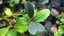 aquarium-von-aquatobi90-borneo-wild_Schönheit der bucephalandra 