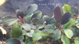 aquarium-von-aquatobi90-borneo-wild_Schönheit der bucephalandra 