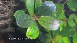 aquarium-von-aquatobi90-borneo-wild_Schönheit der bucephalandra 