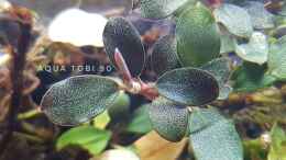 aquarium-von-aquatobi90-borneo-wild_Schönheit der bucephalandra 