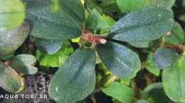 aquarium-von-aquatobi90-borneo-wild_Schönheit der bucephalandra 