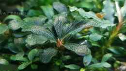 aquarium-von-aquatobi90-borneo-wild_Schönheit der bucephalandra 