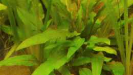 aquarium-von-garnelenonkel-gesellschaftsaquarium-biotob_Cryptocoryne wendtii Green