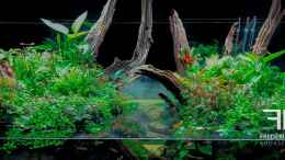 aquarium-von-fredo-fuss-swamp-spirit_