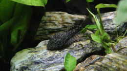 Foto mit weibchen - Blauer Antennenwels - Ancistrus sp.