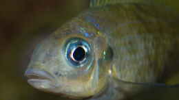 aquarium-von-ravaka-die-haengenden-felsen-von-mpulungu_Ophthalmotilapia ventralis ´Mikongola´