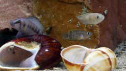 aquarium-von-ravaka-die-haengenden-felsen-von-mpulungu_Neolamprologus multifasciatus