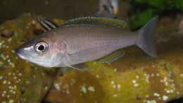 Foto mit Cyprichromis leptosoma ´mpulungu´